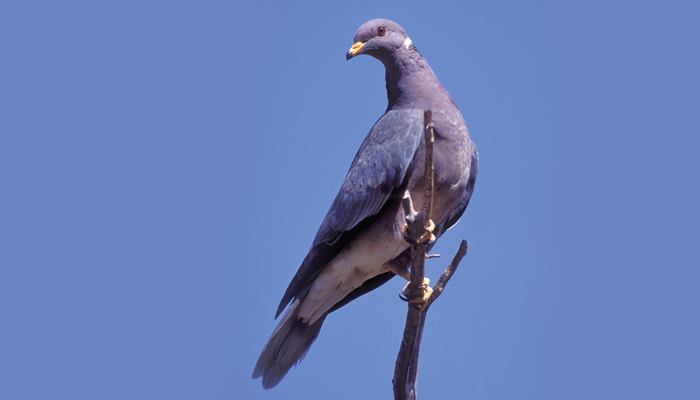 Band-tailed Pigeon, Dove, Bird Photo, Wild Birds Unlimited, WBU