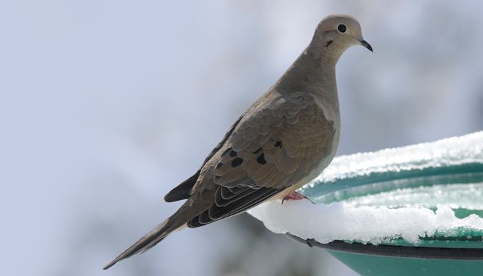 Mourning Dove, Bird Photo, Wild Birds Unlimited, WBU