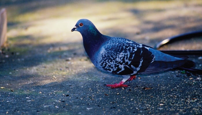 Rock-Pigeon, Dove, Bird Photo, Wild Birds Unlimited, WBU
