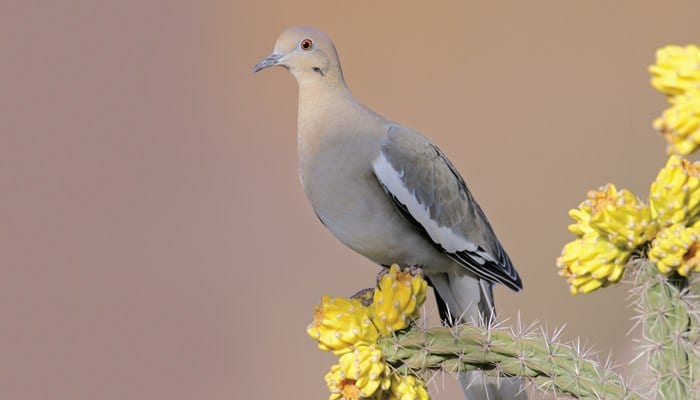 White-winged Dove, Bird Photo, Wild Birds Unlimited, WBU