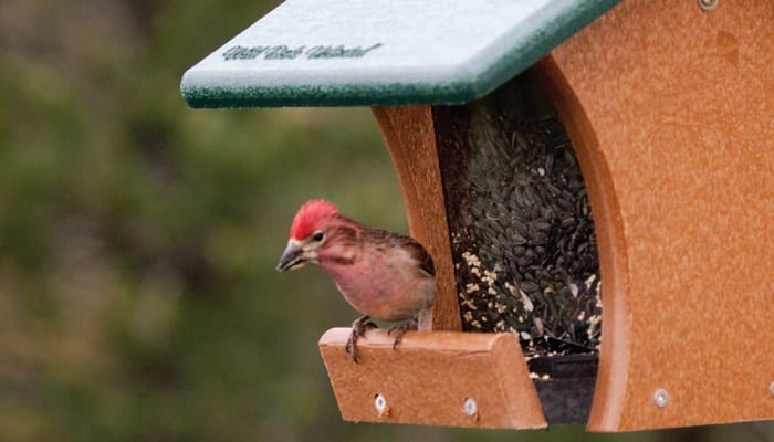 Cassin's Finch, Bird Photo, Wild Birds Unlimited, WBU