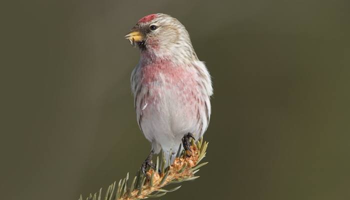 Common-Redpoll, Finch, Bird Photo, Wild Birds Unlimited, WBU