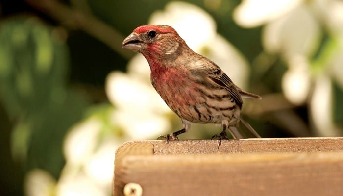 House Finch, Bird Photo, Wild Birds Unlimited, WBU