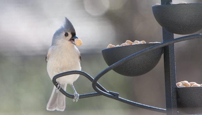 JIm's Birdacious Bark Butter Bits, Bird Food, Wild Birds Unlimited, WBU