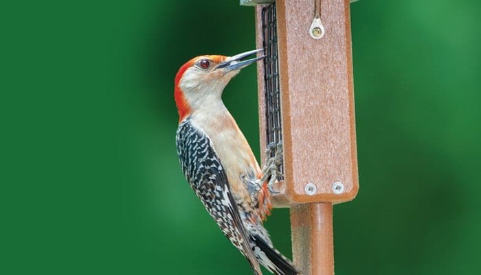 bark butter wild birds unlimited wild birds unlimited bark butter wild birds unlimited wild birds unlimited