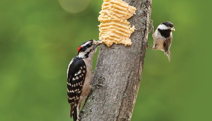 Bark butter for wild birds