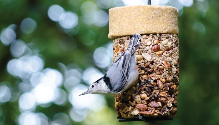 Flying Start Combo, Bird Food, Wild Birds Unlimited, WBU