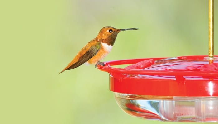 Nectar, Bird Food, Wild Birds Unlimited, WBU