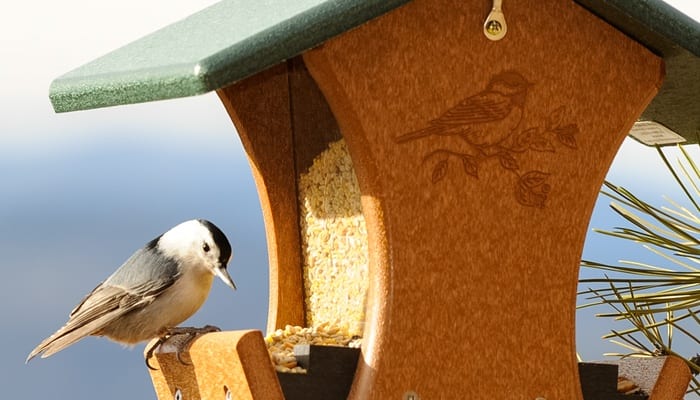 Feeding Birds: a Quick Guide to Seed Types