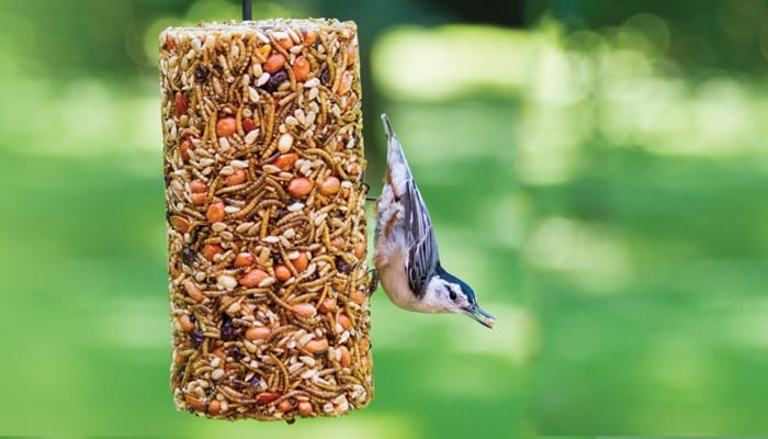 Bug, Nut & Berry Seed Cylinder, Bird Food, Wild Birds Unlimited, WBU