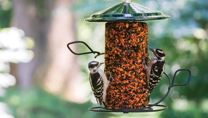 Hot Pepper Seed Cylinder, Bird Food, Wild Birds Unlimited, WBU