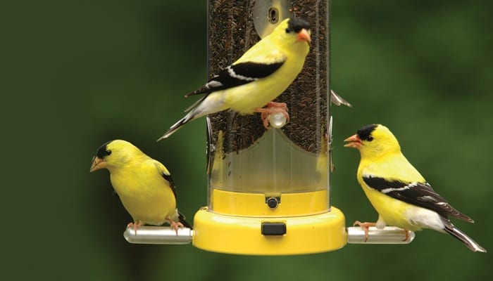 Straight Seeds Nyjer, American Goldfinches, Bird Food, Wild Birds Unlimited, WBU