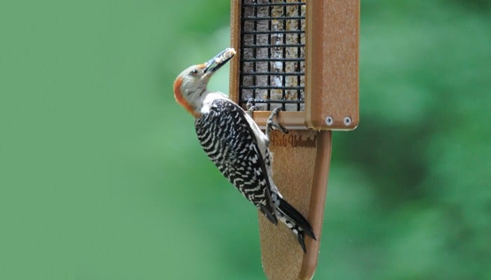 bird bug bites suet wild birds unlimited wild birds bird bug bites suet wild birds unlimited wild birds