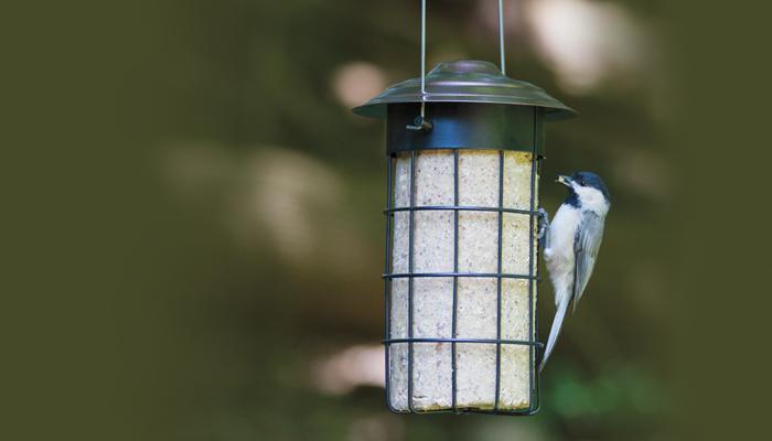 Naturally Nuts No-Melt Suet Cylinder, Bird Food, Wild Birds Unlimited, WBU