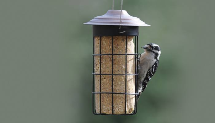 Nuts & Berries No-Melt Suet Cylinder, Bird Food, Wild Birds Unlimited, WBU