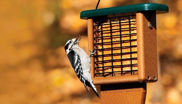 Hot Pepper Suet, Bird Food, Wild Birds Unlimited, WBU