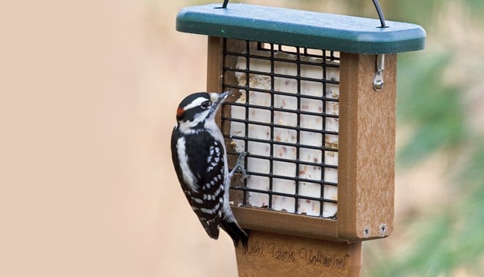 Suet Naturally Nuts, Bird Food, Wild Birds Unlimited, WBU