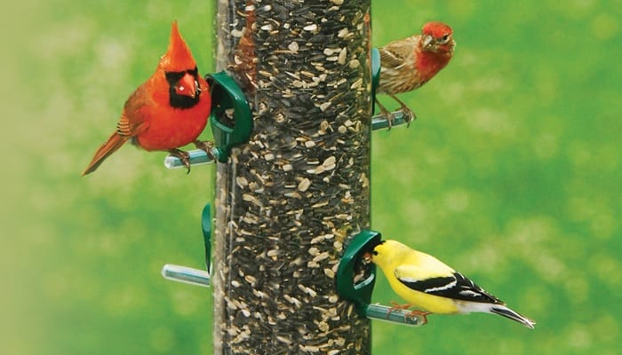 Supreme Blend, Bird Food, Wild Birds Unlimited, WBU