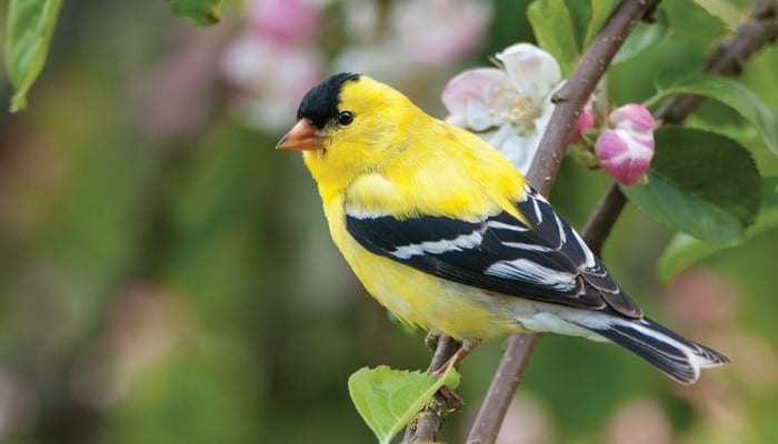 American Goldfinch, Bird Photo, Wild Birds Unlimited, WBU