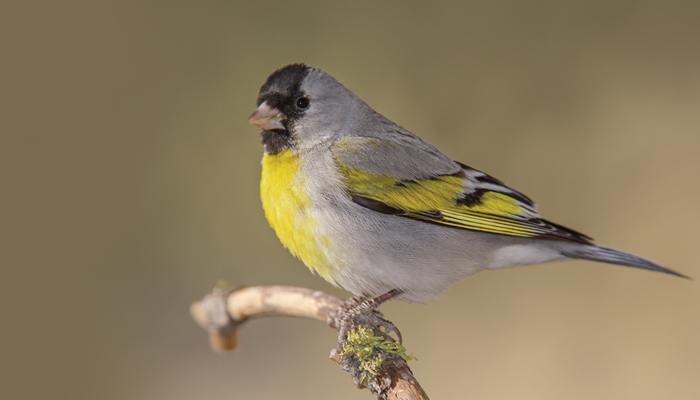 Lawrence's Goldfinch, Bird Photo, Wild Birds Unlimited, WBU