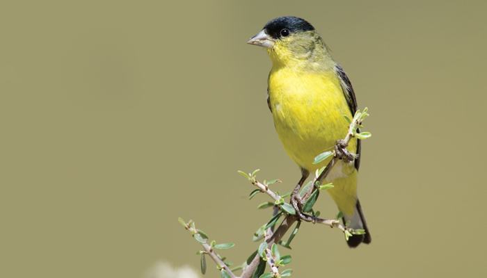 Lesser Goldfinch, Bird Photo, Wild Birds Unlimited, WBU
