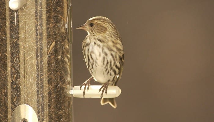 Pine Siskin, Goldfinch, Bird Photo, Wild Birds Unlimited, WBU