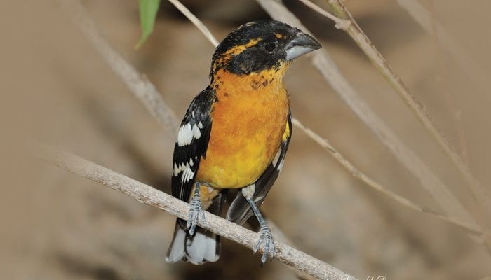 Black-headed Grosbeak, Bird Photo, Wild Birds Unlimited, WBU