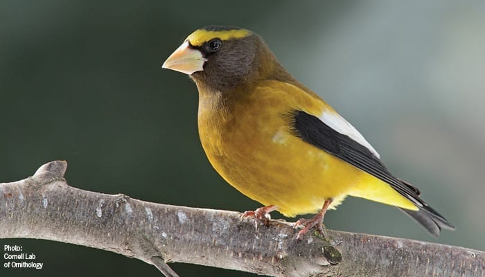 Evening Grosbeak, Bird Photo, Wild Birds Unlimited, WBU