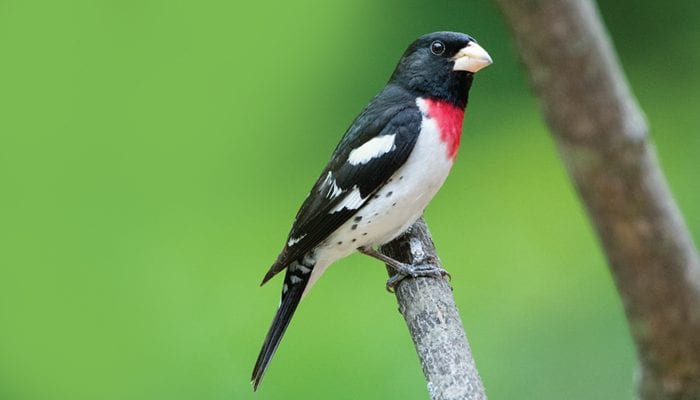 Rose-breasted Grosbeak, Bird Photo, Wild Birds Unlimited, WBU