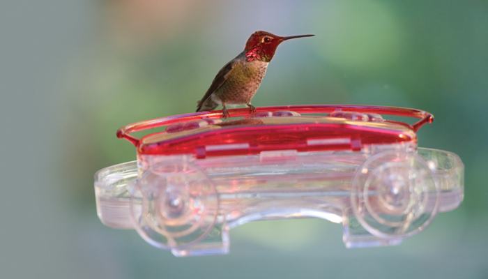 Anna's Hummingbird, Bird Photo, Wild Birds Unlimited, WBU