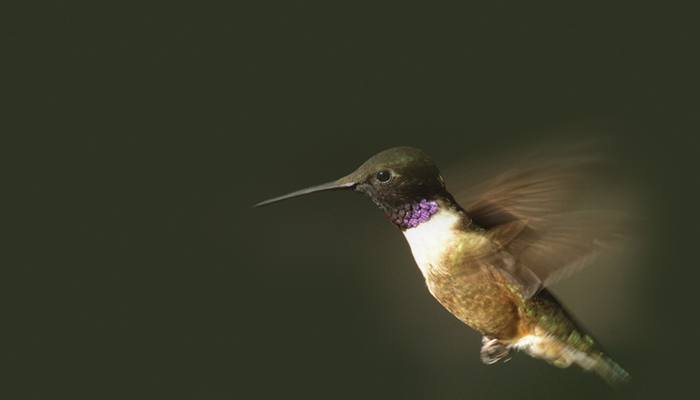 Black-chinned Hummingbird, Bird Photo, Wild Birds Unlimited, WBU