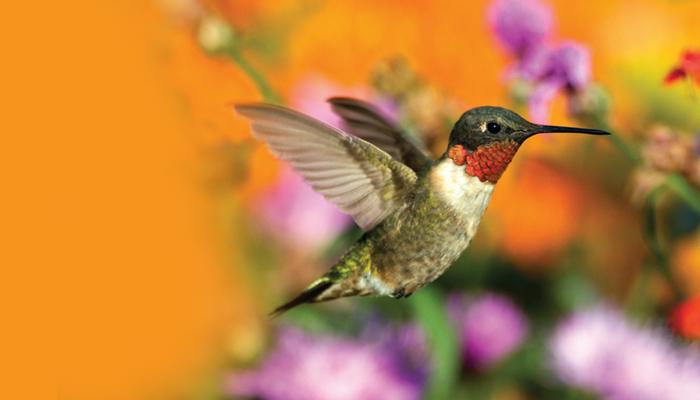 all about hummingbirds