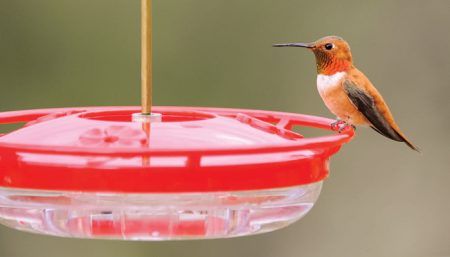 Rufous Hummingbird, Bird Photo, Wild Birds Unlimited, WBU