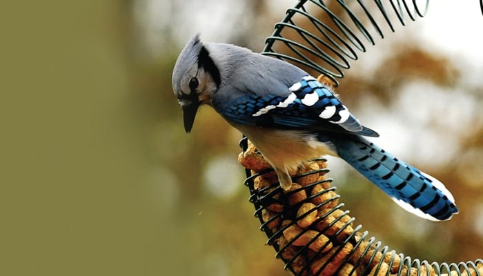 Blue Jay, Bird Photo, Wild Birds Unlimited, WBU