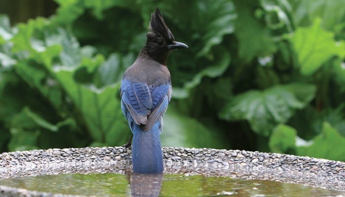 Steller's Jay, Bird Photo, Wild Birds Unlimited, WBU