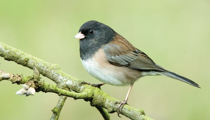 Dark-eyed Junco, Oregon, Bird Photo, Wild Birds Unlimited, WBU