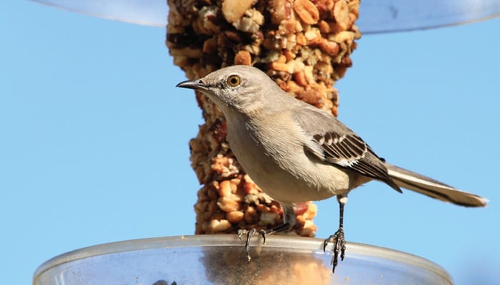 all about mockingbirds