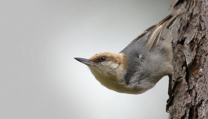 Brown-headed Nuthatch, Bird Photo, Wild Birds Unlimited, WBU