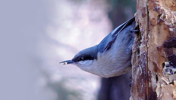 Pygmy Nuthatch, Bird Photo, Wild Birds Unlimited, WBU