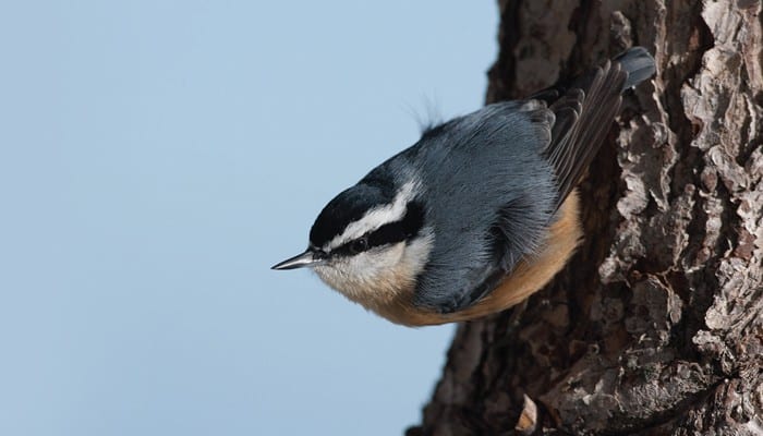 Red-breasted Nuthatch, Bird Photo, Wild Birds Unlimited, WBU