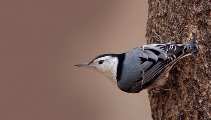 White-breasted Nuthatch, Bird Photo, Wild Birds Unlimited, WBU