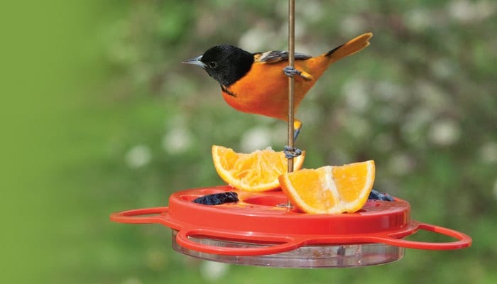 Baltimore Oriole, Bird Photo, Wild Birds Unlimited, WBU