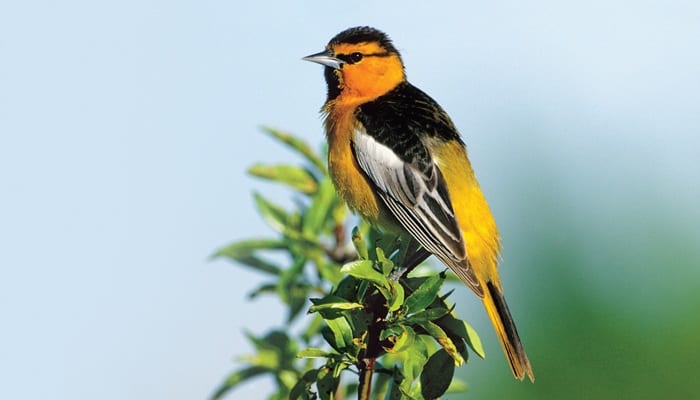 Bullock's Oriole, Bird Photo, Wild Birds Unlimited, WBU