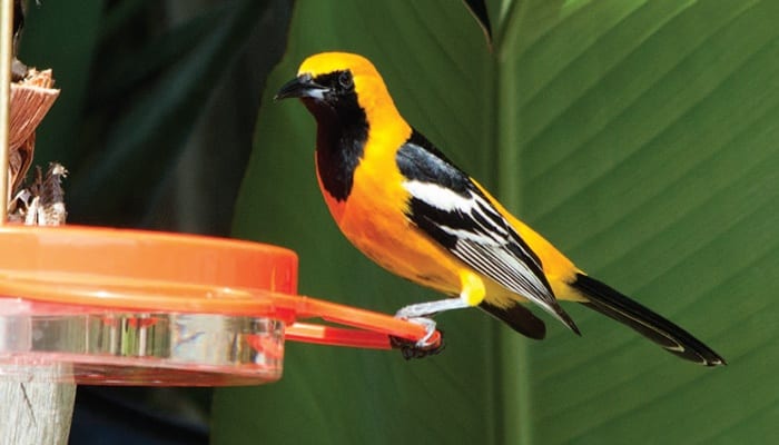 Hooded Oriole, Bird Photo, Wild Birds Unlimited, WBU