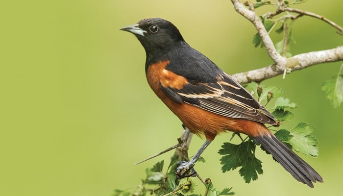 Orchard Oriole, Bird Photo, Wild Birds Unlimited, WBU