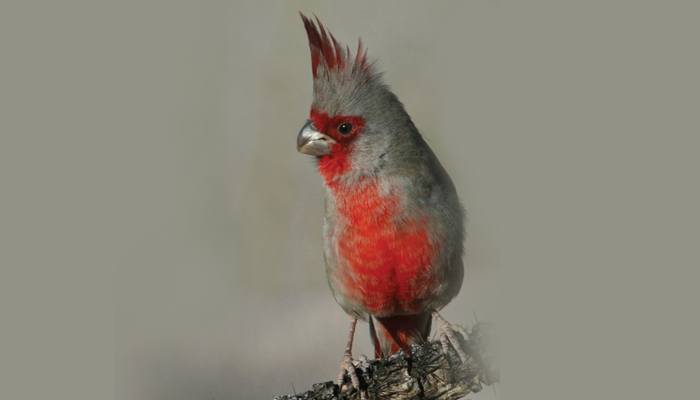 Pyrrhuloxia, Bird Photo, Wild Birds Unlimited, WBU
