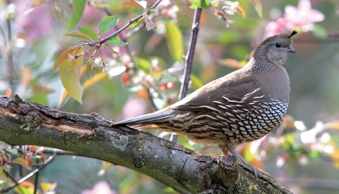 California Quail, Bird Photo, Wild Birds Unlimited, WBU