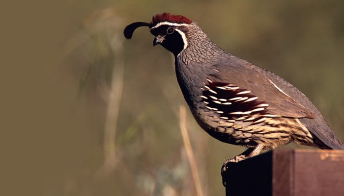 Gambel's Quail, Bird Photo, Wild Birds Unlimited, WBU