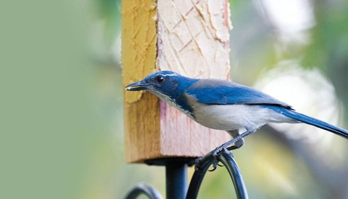 Florida Scrub-Jay, Bird Photo, Wild Birds Unlimited, WBU