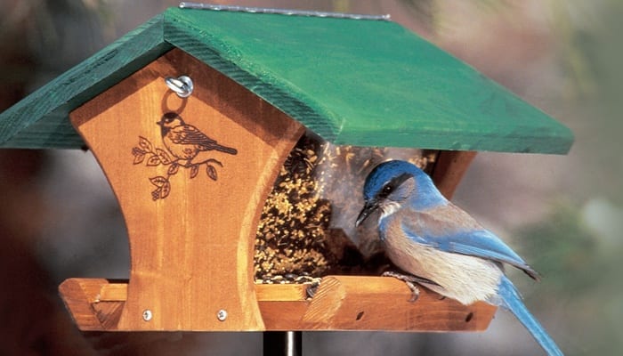 All About Jays And How To Attact Them Wild Birds Unlimited Wild Birds Unlimited